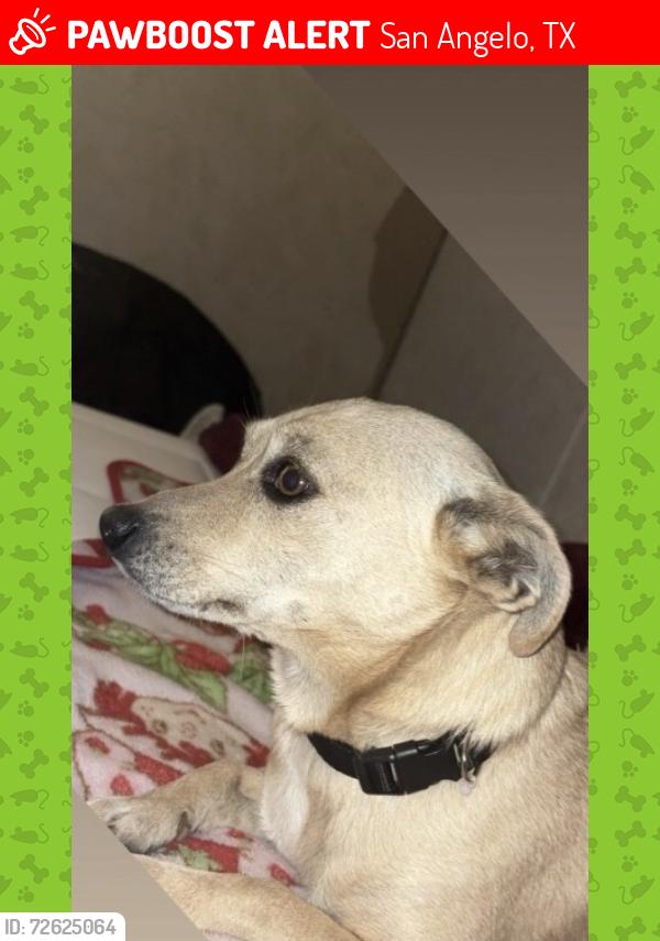 Lost Female Dog last seen Redman ln , San Angelo, TX 76903