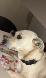 Lost Female Dog last seen Redman ln , San Angelo, TX 76903