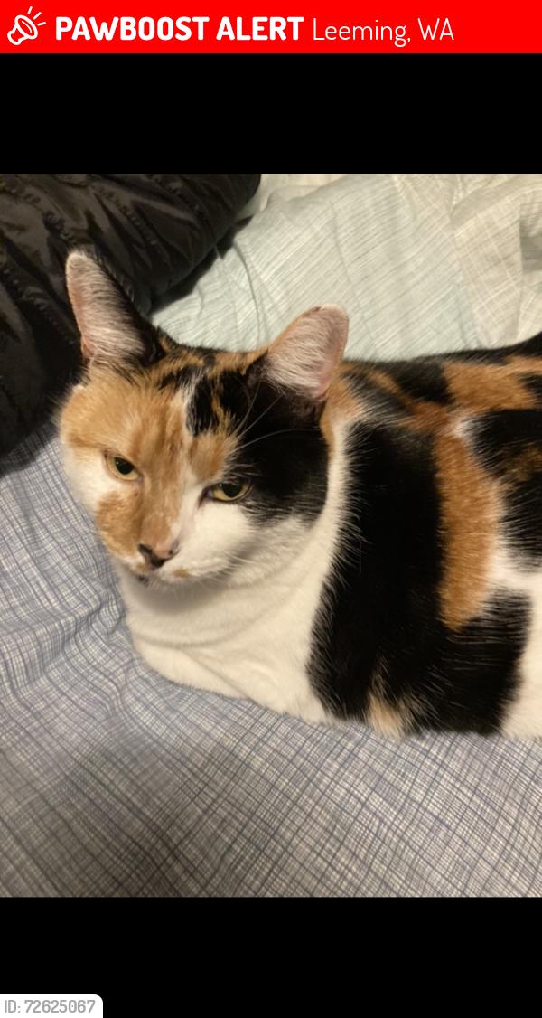 Lost Female Cat last seen Bruce Court / Leeming, Leeming, WA 6149