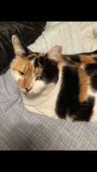 Lost Female Cat last seen Bruce Court / Leeming, Leeming, WA 6149