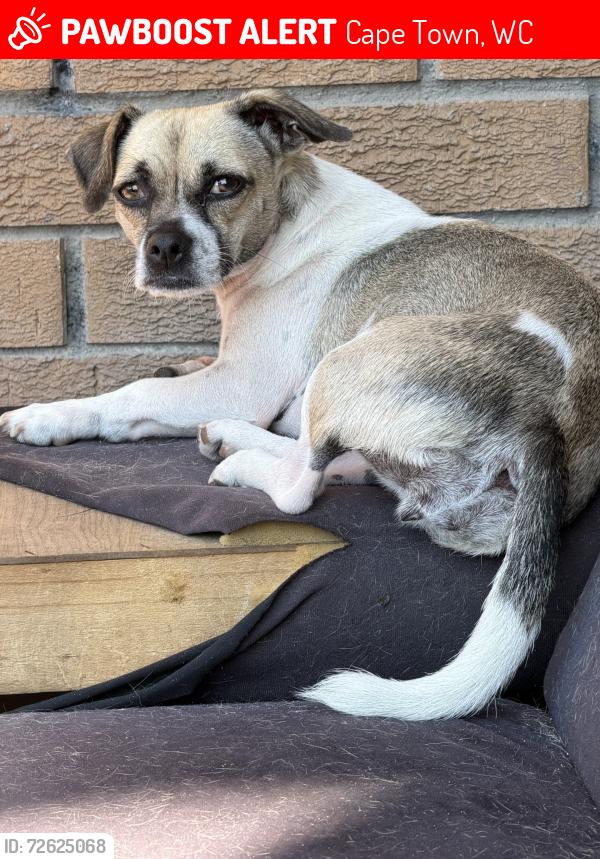 Lost Female Dog last seen Zevenwacht Wine est, Bottelary Road, Kuils River,Western Cape, Cape Town, WC 7579