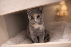 Found/Stray Female Cat last seen SouthFork Mobile Park , Southlake, TX 76092