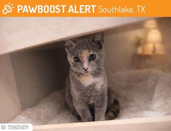 Found/Stray Female Cat last seen SouthFork Mobile Park , Southlake, TX 76092