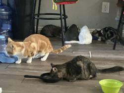 Lost Male Cat last seen Windmill eastern , Las Vegas, NV 89123