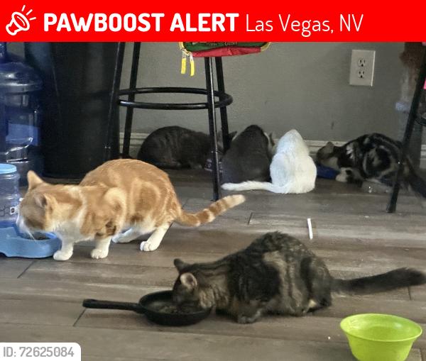 Lost Male Cat last seen Windmill eastern , Las Vegas, NV 89123