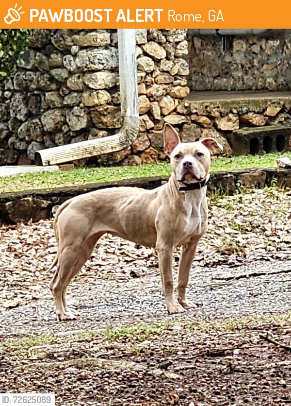Found/Stray Unknown Dog last seen Callier Springs Rd , Rome, GA 30161