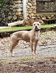 Found/Stray Unknown Dog last seen Callier Springs Rd , Rome, GA 30161