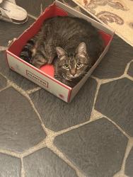 Lost Female Cat last seen Oakmont Drive n Valley Drive/ Homestead Drive, Petersburg, VA 23805
