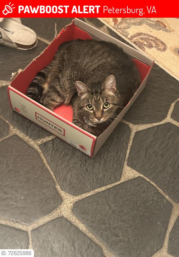 Lost Female Cat last seen Oakmont Drive n Valley Drive/ Homestead Drive, Petersburg, VA 23805