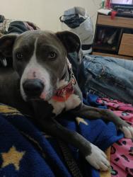 Lost Female Dog last seen Near Oyo hotel , Tulsa, OK 74116