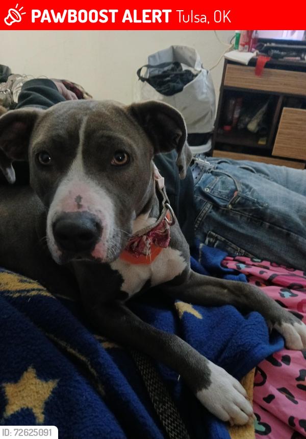 Lost Female Dog last seen Near Oyo hotel , Tulsa, OK 74116