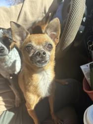 Lost Female Dog last seen At loves, Jacksonville, FL 32234