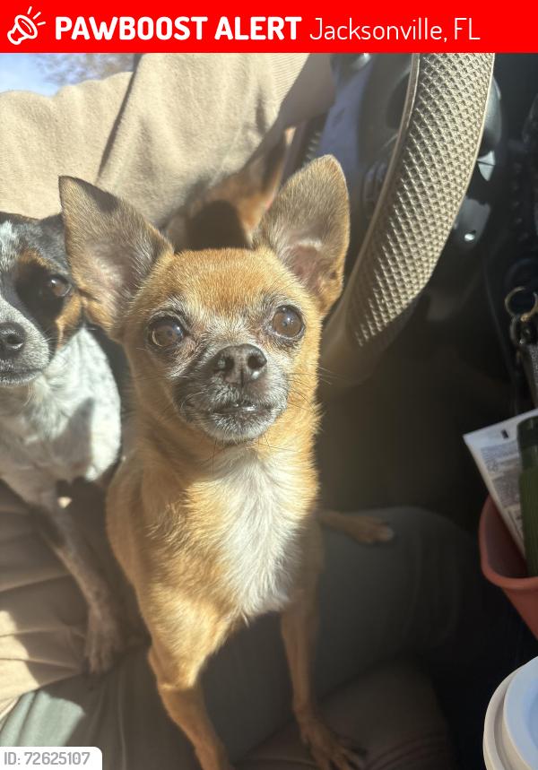 Lost Female Dog last seen At loves, Jacksonville, FL 32234
