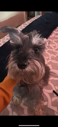 Lost Female Dog last seen Mission street, Riverside, CA 92509
