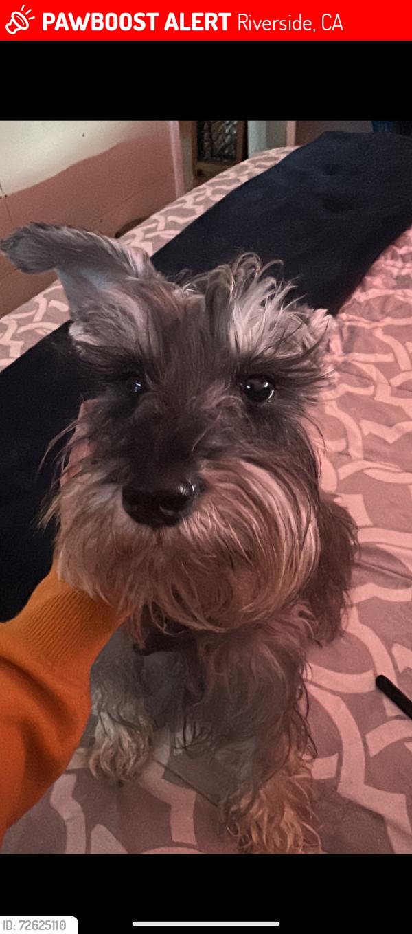 Lost Female Dog last seen Mission street, Riverside, CA 92509