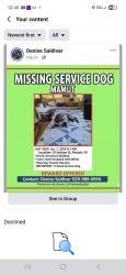 Lost Male Dog last seen Jackson Street y main, Passaic, NJ 07055