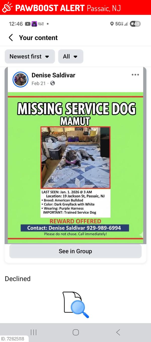 Lost Male Dog last seen Jackson Street y main, Passaic, NJ 07055