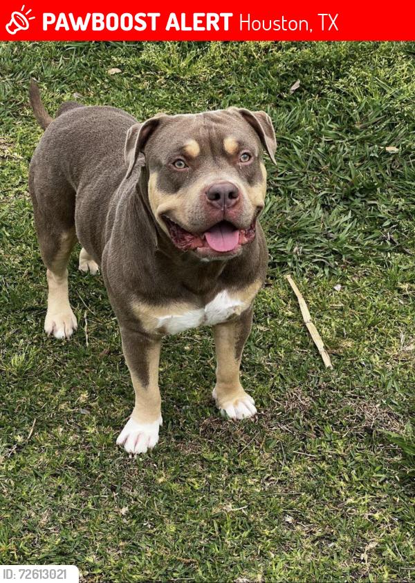 Lost Male Dog last seen Went missing from Ariel st 77074 , Houston, TX 77074