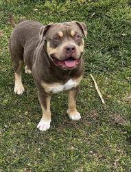 Lost Male Dog last seen Went missing from Ariel st 77074 , Houston, TX 77074