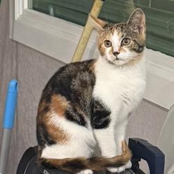 Lost Female Cat last seen Town and Country , Tampa, FL 33615
