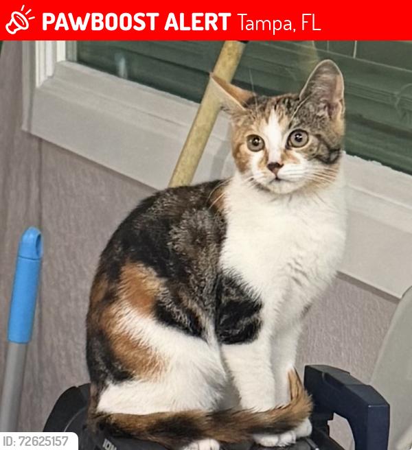 Lost Female Cat last seen Town and Country , Tampa, FL 33615