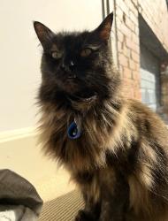 Lost Female Cat last seen High street , Glen Iris, VIC 3146