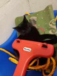 Lost Female Cat last seen Manson Pike/ Brinkley Rd side, Murfreesboro, TN 37129