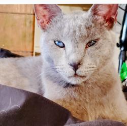 Lost Male Cat last seen 22nd ave and jefferson, Phoenix, AZ 85009