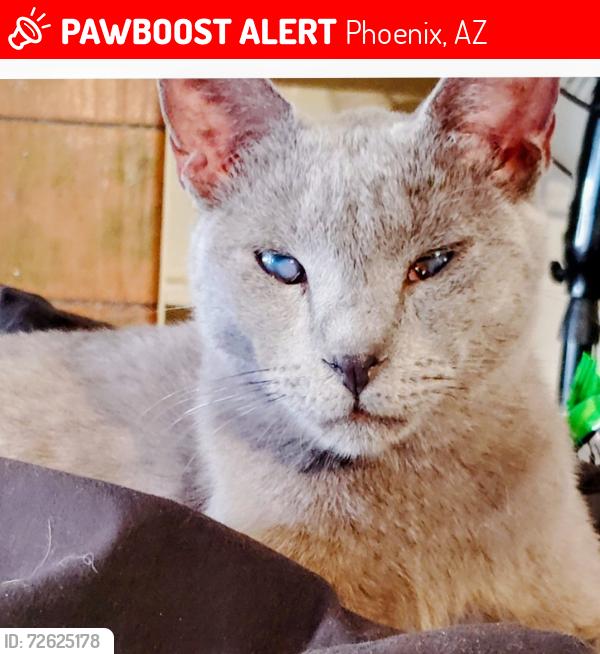 Lost Male Cat last seen 22nd ave and jefferson, Phoenix, AZ 85009