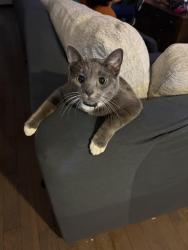Lost Female Cat last seen Holden Rd + Malbec Alley, Frederick, MD 21701
