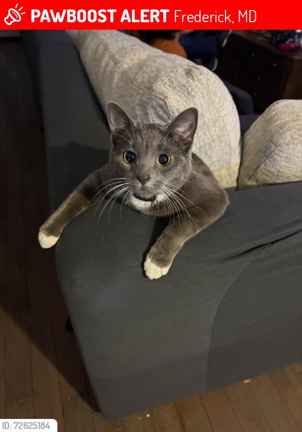 Lost Female Cat last seen Holden Rd + Malbec Alley, Frederick, MD 21701