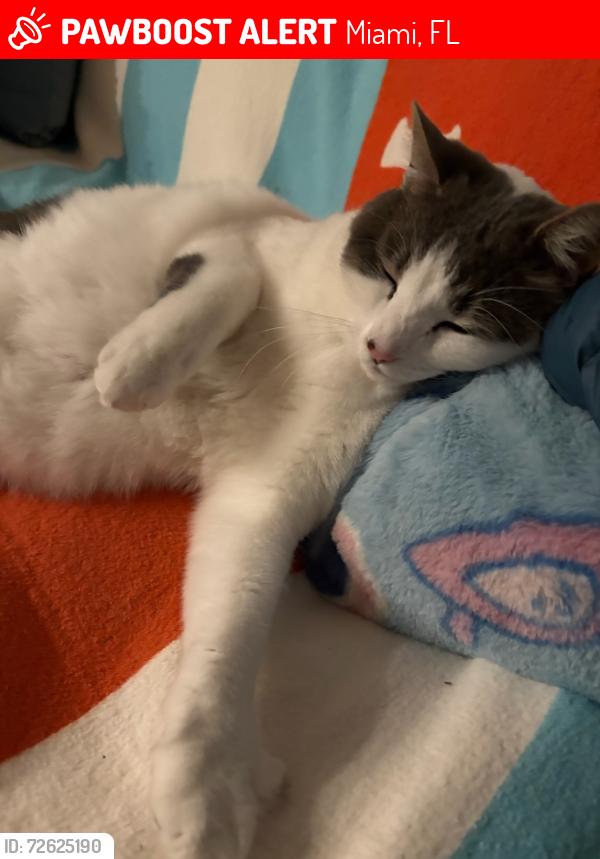 Lost Female Cat last seen Dadeland mall , Miami, FL 33143