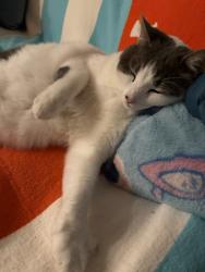Lost Female Cat last seen Dadeland mall , Miami, FL 33143