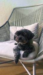 Lost Male Dog last seen BP on Tyrone Rd, Tyrone, GA 30290