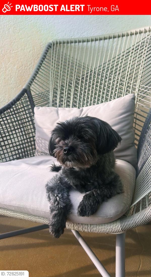 Lost Male Dog last seen BP on Tyrone Rd, Tyrone, GA 30290