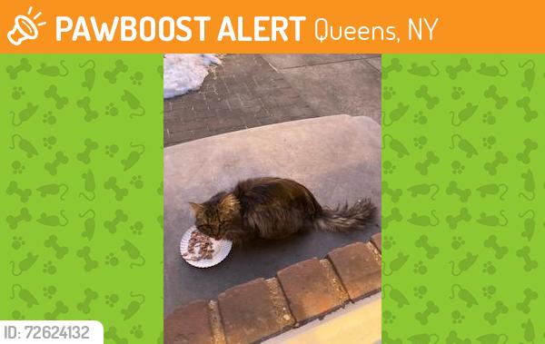 Found/Stray Unknown Cat last seen Near Street between 73rd and 69th Ave., Queens, NY 11364