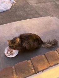 Found/Stray Unknown Cat last seen Near Street between 73rd and 69th Ave., Queens, NY 11364