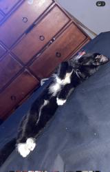 Lost Male Cat last seen Denford and Shere , Kenwick, WA 6107