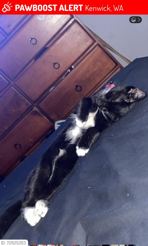 Lost Male Cat last seen Denford and Shere , Kenwick, WA 6107