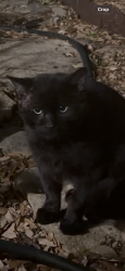 Found/Stray Male Cat last seen Union and Victoria, Saginaw, TX 76131