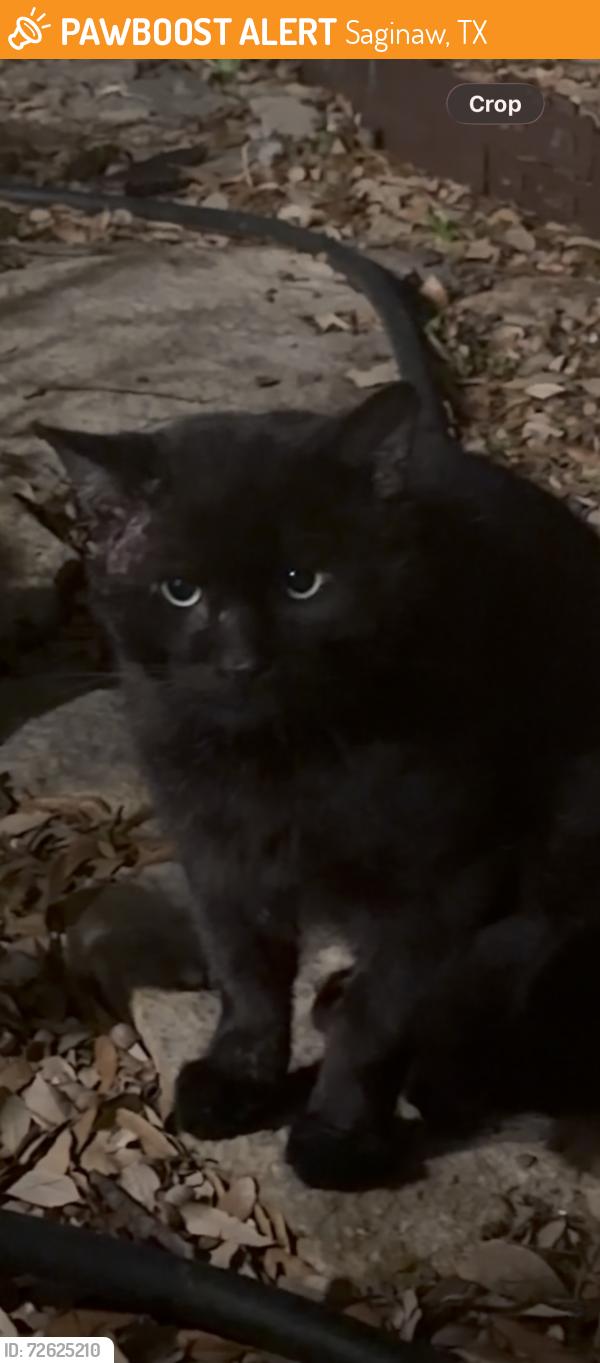 Found/Stray Male Cat last seen Union and Victoria, Saginaw, TX 76131