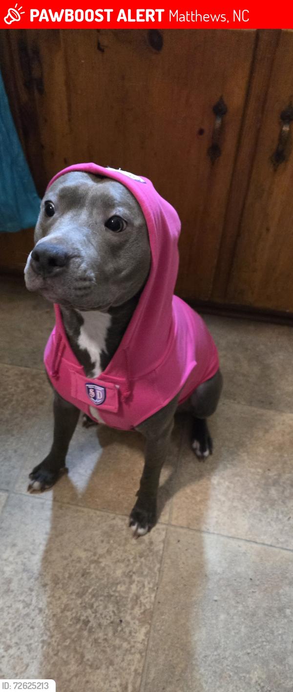 Lost Female Dog last seen E John and Trade, Matthews, NC 28105