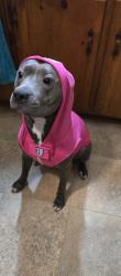 Lost Female Dog last seen E John and Trade, Matthews, NC 28105
