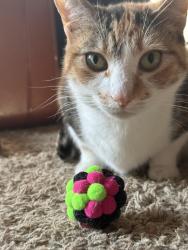 Lost Female Cat last seen Indoor cat - near Zoo, Asheboro, NC 27205