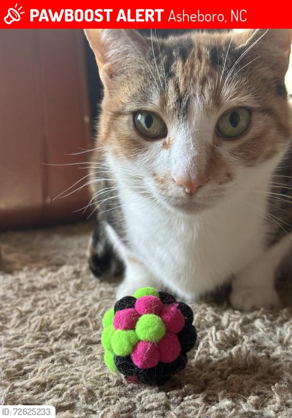 Lost Female Cat last seen Indoor cat - near Zoo, Asheboro, NC 27205