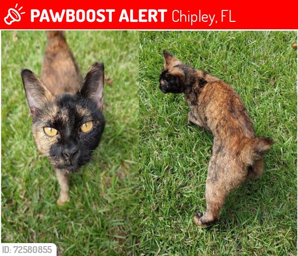 Lost Female Cat last seen Pine Log Rd/Hwy 77 Sunnyhills or possibly Hwy 79/Hwy 20 Ebro, Chipley, FL 32428