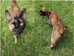Lost Female Cat last seen Pine Log Rd/Hwy 77 Sunnyhills or possibly Hwy 79/Hwy 20 Ebro, Chipley, FL 32428
