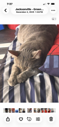 Lost Male Cat last seen Arbor place apmts, Jacksonville, FL 32216