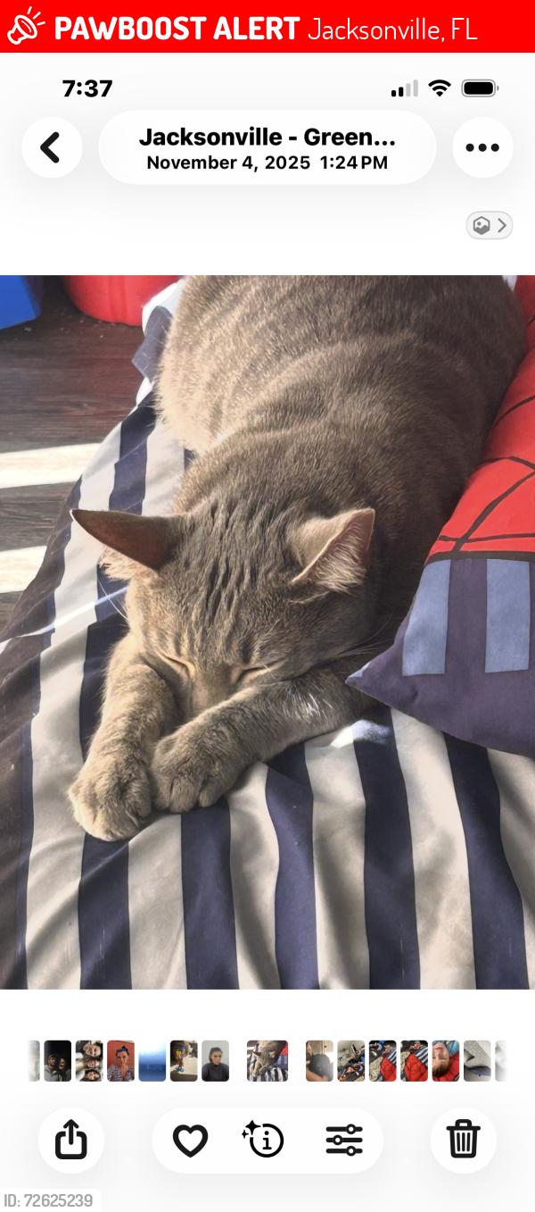 Lost Male Cat last seen Arbor place apmts, Jacksonville, FL 32216