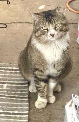 Found/Stray Unknown Cat last seen Ingulf street , San Diego, CA 92110